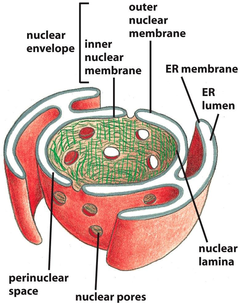 Núcleo Envelope nuclear: 2 membranas; 5-6 nm de espessura -externa: con'nuação com membrana do recculo -interna: lâminas nucleares suporte Envelope
