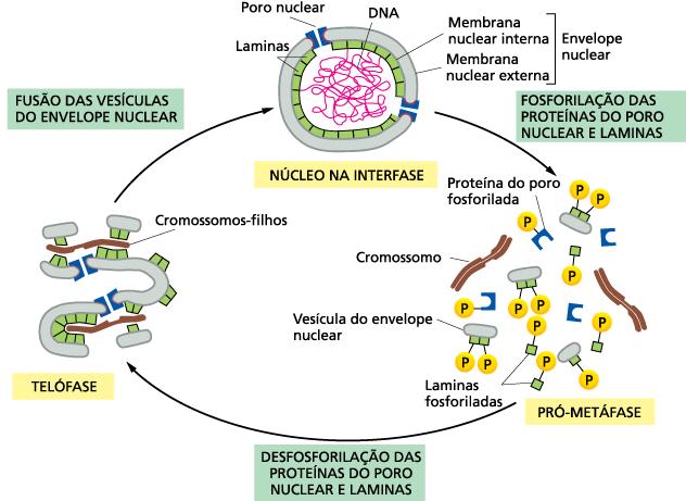 Núcleo: envelope nuclear Modificação