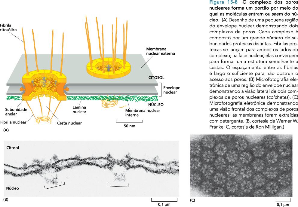 Núcleo: poros nucleares Complexo de