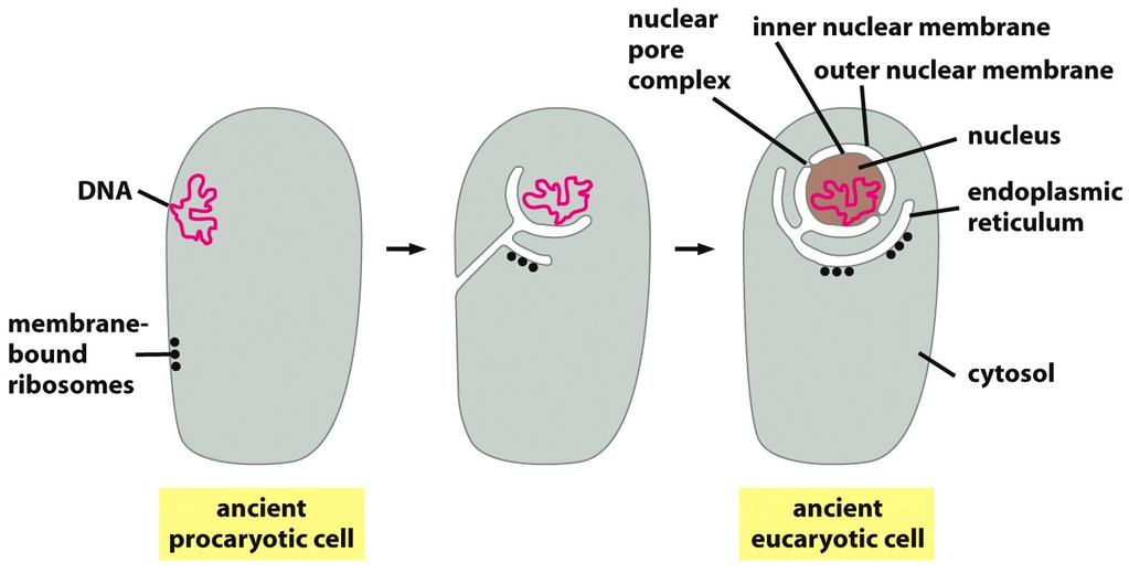 Evolução de organelas envoltas por membranas Núcleo: