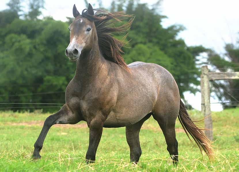 Lote 20 DRY ZORRERO EL SHADY ZORRERO LADY SPECIAL TIMES EL ANNIE BELL