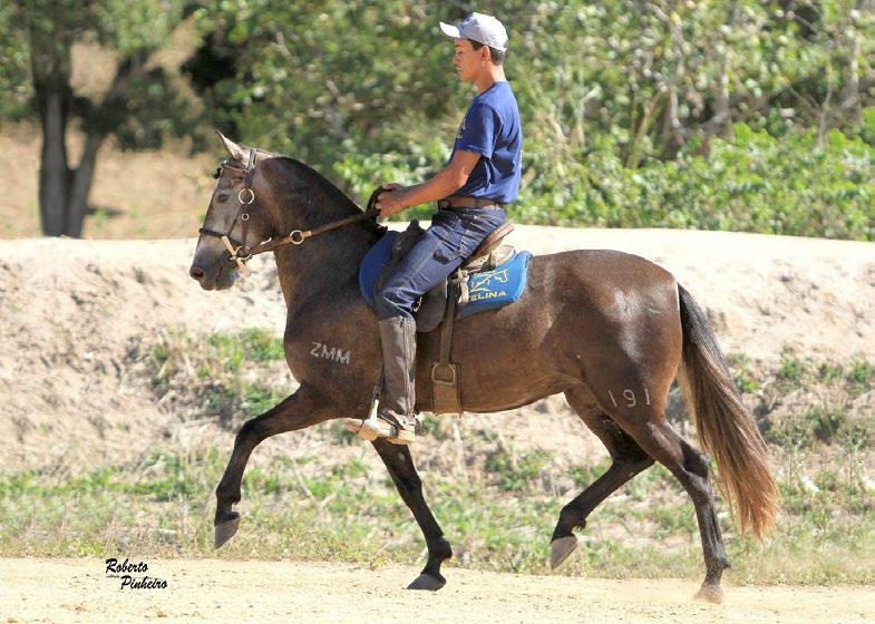 07 EMBRIÃO HERDEIRA DAZELINA Favacho Mambrini x Gaza Baé Embrião à