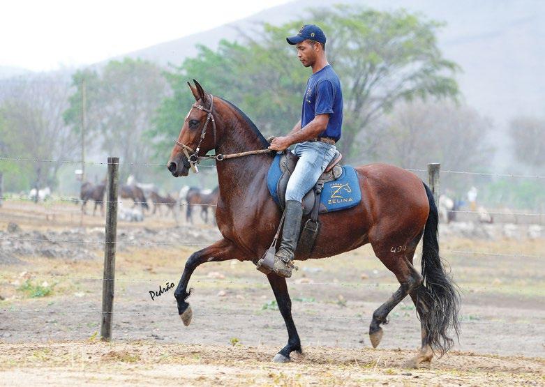 10 EMBRIÃO URANITA DO PORTO PALMEIRA Extrato do Minatto x Vedete