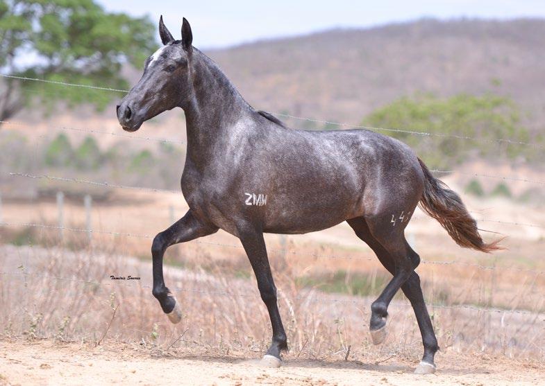 25 REVELAÇÃO DA GRUTA MINEIRA Argos das Minas Gerais x Guerreira AF