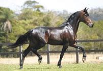 Campeão Nacional Cavalo Maior 2013 Res.