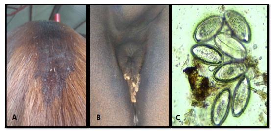 12 RESULTADOS E DISCUSSÃO Da totalidade de 93 cavalos militares examinados, 10 (10,75%) animais apresentaram alopecia (FIGURA 1 A) e ovos de O. equi na lâmina.