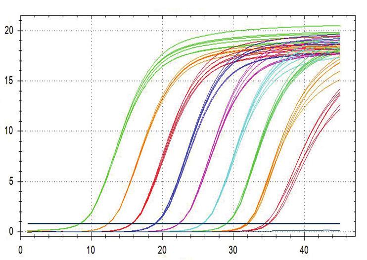 A Fluorescência Número do Ciclo B Log 10 da Concentração Estimada [IU/µl] Log 10 da Concentração Nominal [IU/µl] Figura 2: Curvas de amplifi cação [A] e regressão [B]