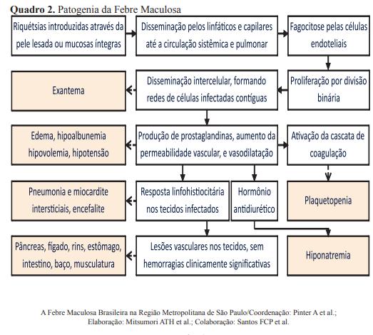 No paciente não tratado, as equimoses tendem à confluência, podendo evoluir para necrose, principalmente em extremidades (mãos, pés, lóbulo de orelha e nariz).