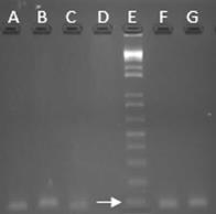 29 Fonte: Arquivo pessoal. Este é o primeiro resultado obtido no Brasil de detecção, através de técnica molecular de T. gondii em amostras teciduais na espécie bubalina.