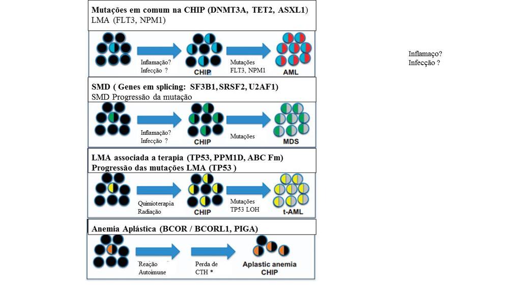 Outros estudos, ainda levantam a relação do acúmulo de mutações para o desenvolvimento da CHIP, com mecanismos imunológicos associados à anemia aplástica (Figura 5), que é outra grave doença