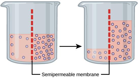 B) Osmose: Passagem de solvente do