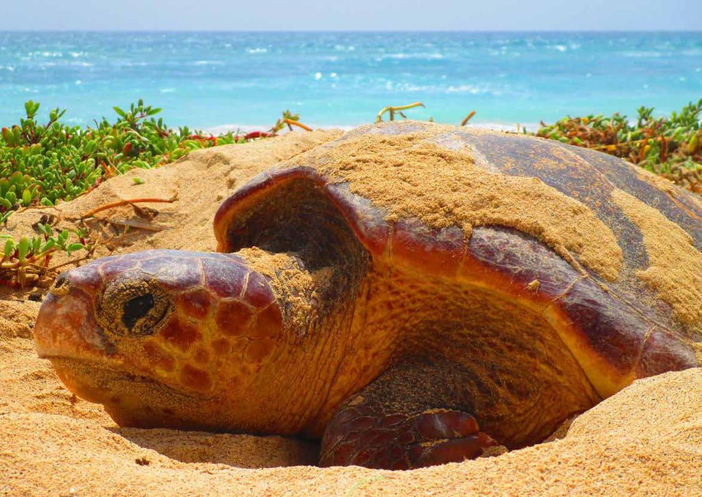 2. Excursão para Observação de Tartarugas marinhas Guia de