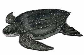 Tartaruga-de-couro, Leatherback Turtle (Dermochelys coriacea) Vulnerável (IUCN) Dermochelyidae Comprimento: 165 190+ cm Peso: 400 500 kg as fêmeas, até 900 kg os machos Habitat