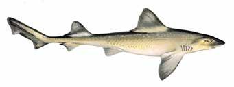 Identificação: Tubarão pequeno e esbelto, de cor cinzento e até castanho; normalmente sem manchas; cabeça pequena com olhos pertíssimos; barbatanas grandes num ângulo de 45 graus.