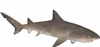 Alimentação: Principalmente de peixes e crustáceos. Identificação: Tubarão grande de cor amarelo; 2da barbatana dorsal quase do tamanho da 1a. É um atrativo turístico.