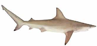 Identificação: Tubarão forte, de cor cinzenta (com barriga branca); as barbatanas têm pontas pretas (menos a barbatana anal; sendo a principal distinção com a C. brevipinna). É um atrativo turístico.