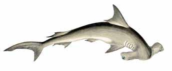 Tubarão Faqueta, Dusky Shark (Carcharhinus obscurus) Vulnerável (IUCN) Carcharhinidae Comprimento: 28 400 cm Habitat e Extensão geográfica: Oceano Atlântico, Índico e Pacífico nas águas tropicais e