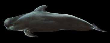 Baleia-piloto-tropical, Short-finned Pilot Whale (Globicephala macrorhynchus) Dados insuficientes (IUCN) Delphinidae Comprimento: 3,7 m as fêmeas, 5,5 m os machos Peso: 1.000 3.