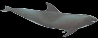 Golfinho-cabeça-de-melão, Melon-Headed Whale (Peponocephala electra) Preocupação menor (IUCN) Delphinidae Comprimento: 3 m Peso: 200 kg Extensão geográfica: Todos as águas e oceanos tropicais e