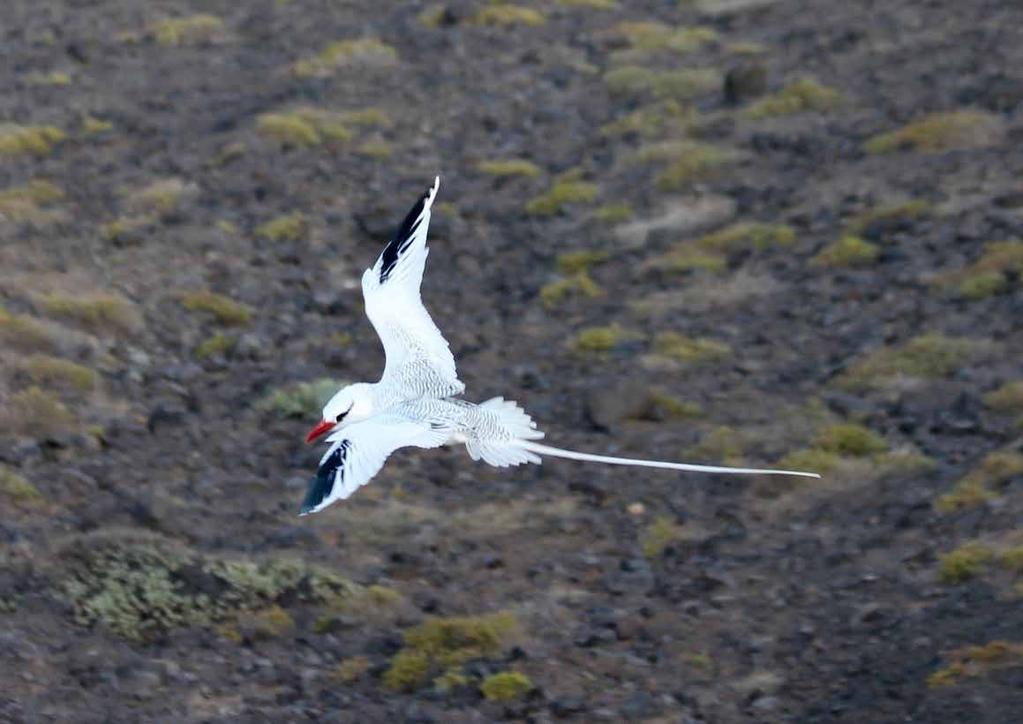 5. Excursão para observação de Aves Guia