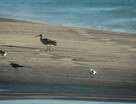 5.1 Introdução ao grupo de espécies Nesta secção apresentam-se dois grupos de espécies semelhantes mas diferenciadas pelo seu habitat e sua ecologia: as aves limícolas e as aves marinhas.