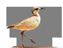 Corredeira, Cream-coloured courser (Cursorius cursor) Preocupação menor (IUCN) Glareolidae Comprimento 24 27 cm Habitat e Extensão geográfica: Ilhas Canárias, Cabo Verde, Norte