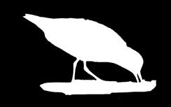 Perna-verde, Common Greenshank (Tringa nebularia) Preocupação menor (IUCN) Scolopacidae Comprimento 30 33 cm Habitat e Extensão geográfica: Subarctico, se reproduz