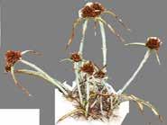 Flores de cor branco e lilás, de 2-3 cm de diâmetro, com 5 pétalas triangulares que se abrem de forma perpendicular. Cyperus maritimus var.