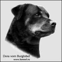 1ª Exposição Cinófila Em 1882 surge o primeiro registro de um Rottweiler sendo apresentado em exposição cinófila.
