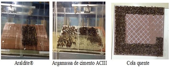 Para a fixação das conchas nas placas de cerâmica, foram testados alguns aglutinantes, tais como Araldite, argamassa de cimento ACIII, Denverpoxi e cola quente (Figura 5.10).