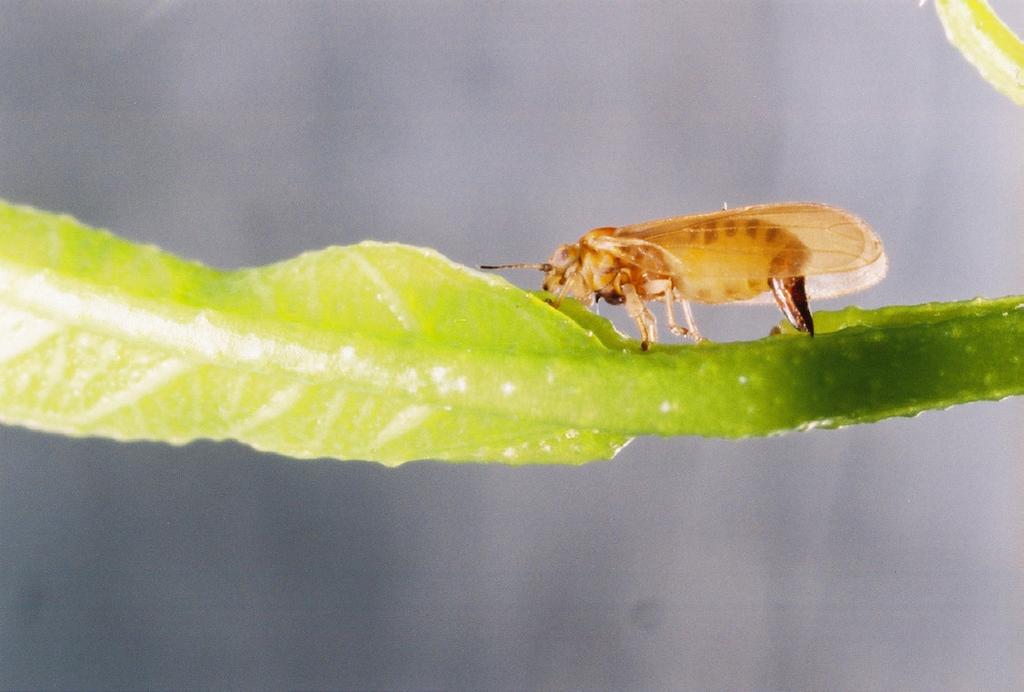 São insetos saltadores, semelhantes a minúsculas cigarrinhas, com comprimento variando de 1 mm a 10 mm. Na ustrália são chamados de jumping plant lice, piolhos saltadores de plantas.