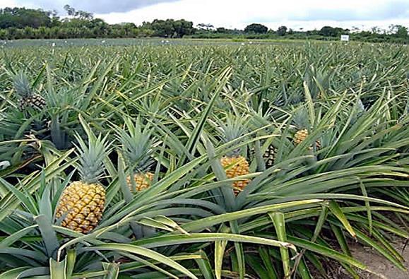 Projeto Fruticultura do Abacaxi na Região de Novo Remanso