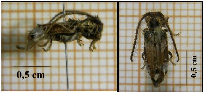 Boscardin et al. 3 Resultados e Discussão Em 16 de julho de 2015, verificou-se a emergência de oito insetos adultos dos galhos atacados de Eugenia uniflora L.
