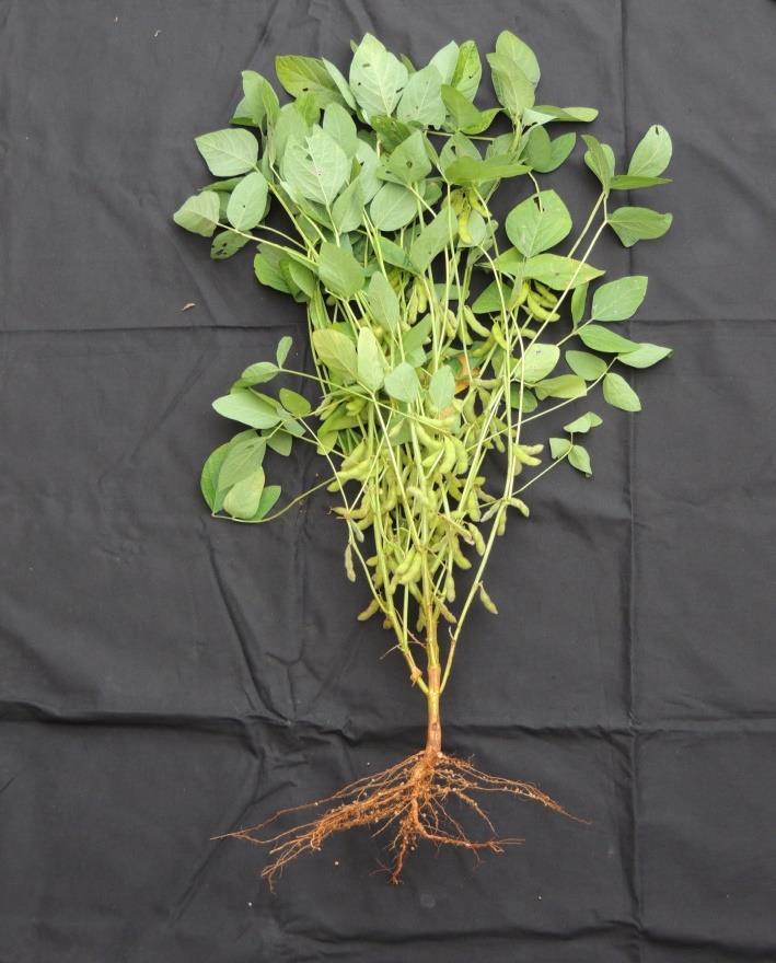 A Planta de Soja CICLO: Anual PORTE: 0,30 m a 1,80 m (herbáceo à sublenhoso) FOLHAS: Unifólios e