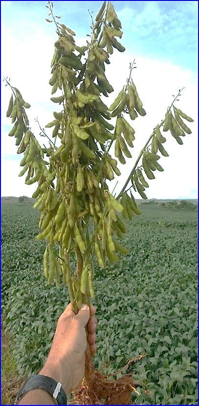 CRESCIMENTO: Determinado / Indeterminado 40 a 90 Vagens / Planta - 80 a 200 Sementes / Planta ÓLEO: 17