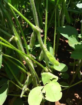 Figura 19 - Soja em estádio reprodutivo, em Bom Jesus do Araguaia - MT Em Mato Grosso do Sul, a área plantada com soja irá atingir aproximadamente 2.816,3 mil hectares.