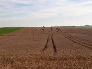 Tal condição climática desfavorável acarretou atraso de plantio em algumas regiões e até desestímulo para a semeadura do cereal, que, por consequência, apresentou diminuição de 14,4% na área