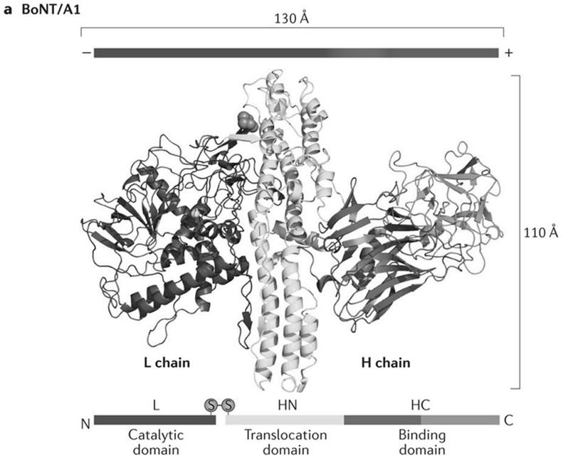 Toxina Botulínica Nature Reviews Microbiology Toxina botulínica Codificação da produção Varia com sorotipo BoNTs A, B, E e