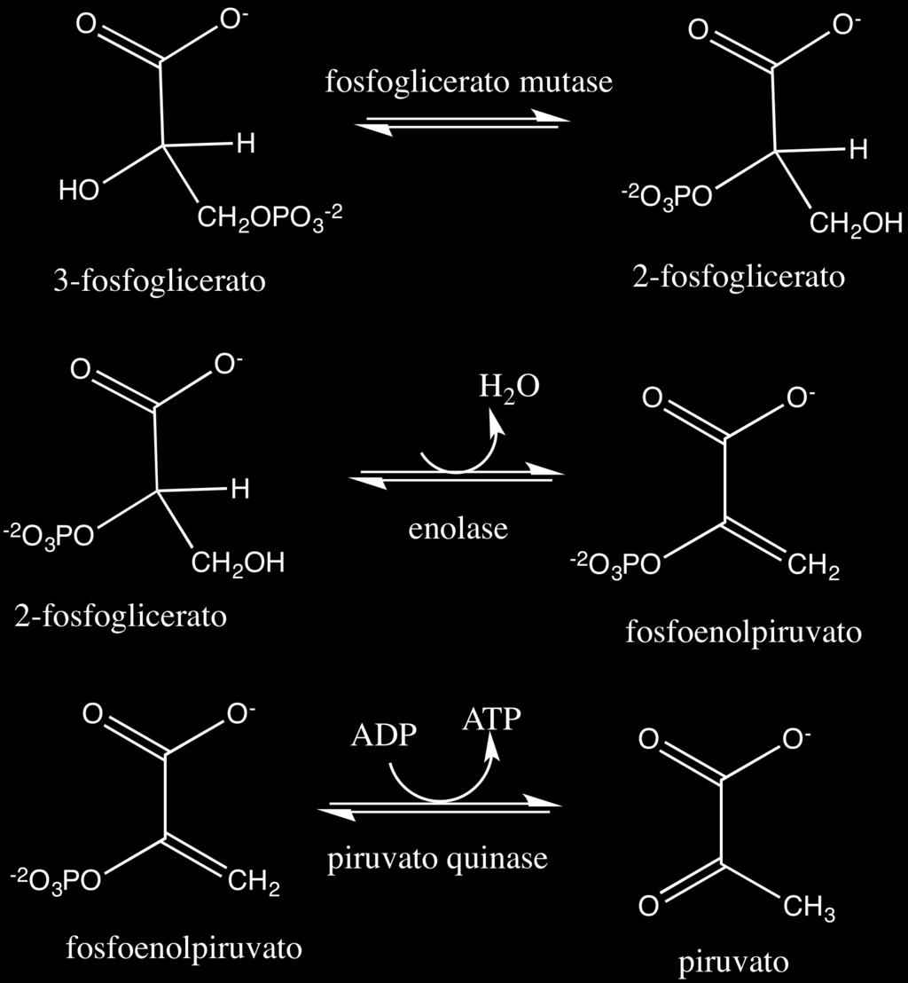 Figura 24. Reações de isomerização de 3-fosfoglicerato a 2-fosfoglicerato (ΔG 0 = +4.6 kj.