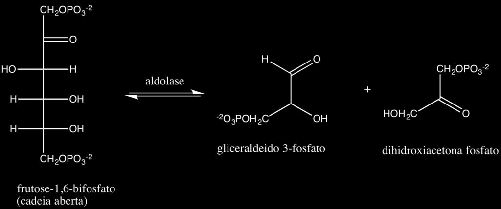 Figura 19. Reação de clivagem da frutose 1,6 bifosfato em dois compostos de 3 átomos de carbono, gliceraldeído 3-fosfato e dihidroxiacetona-fosfato. Essa reação é catalisada pela enzima aldolase.