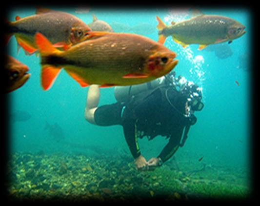 cenário do Rio Formoso, que se caracterizam pelos troncos submersos e formações calcárias. Todo o percurso de aprox. 300m acompanhados por Instrutor / Dive Master e tem duração mínima de 30 a 40 min.