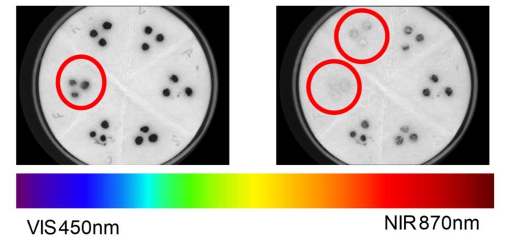 Intensidade média 10/11/2015 Identificação de fungos em