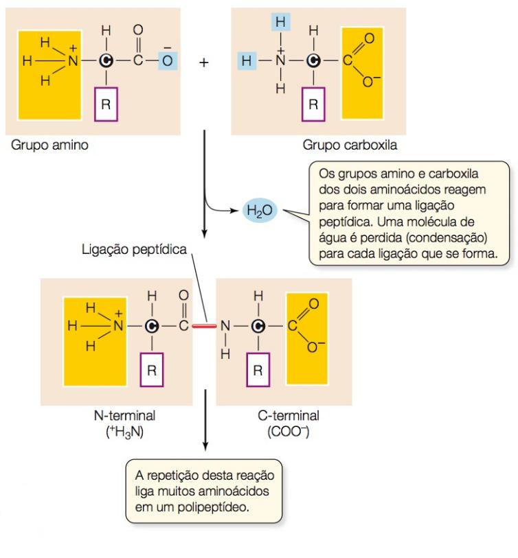 Proteínas As ligações peptídicas formam o esqueleto de uma proteína