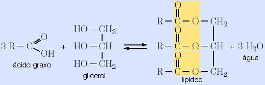 Teste seus conhecimentos A hidrólise de moléculas de lipídios produz: a) aminoácidos e água. b) ácidos graxos e glicerol.