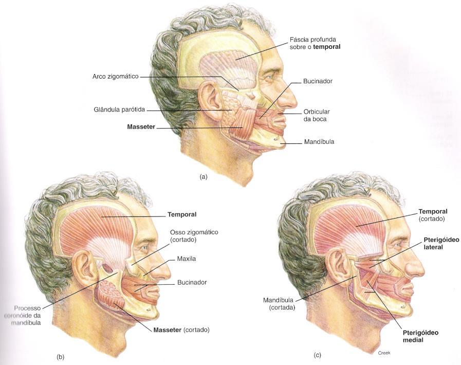 21 MÚSCULOS DO PESCOÇO - Platisma A - movimentos da pele de pescoço e ombro - Esternocleidomastoídeo