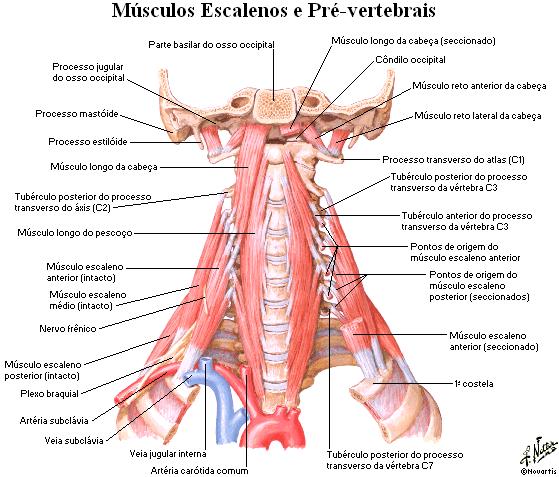 25 MÚSCULOS DO tronco POSTERIOR - MÚSCULOS PARAVERTEBRAIS - SUPERFICIAIS - Iliocostal cervical, torácico e lombar - Espinhal do tórax e do pescoço - MÚSCULOS PARAVERTEBRAIS - PROFUNDOS - Rotador