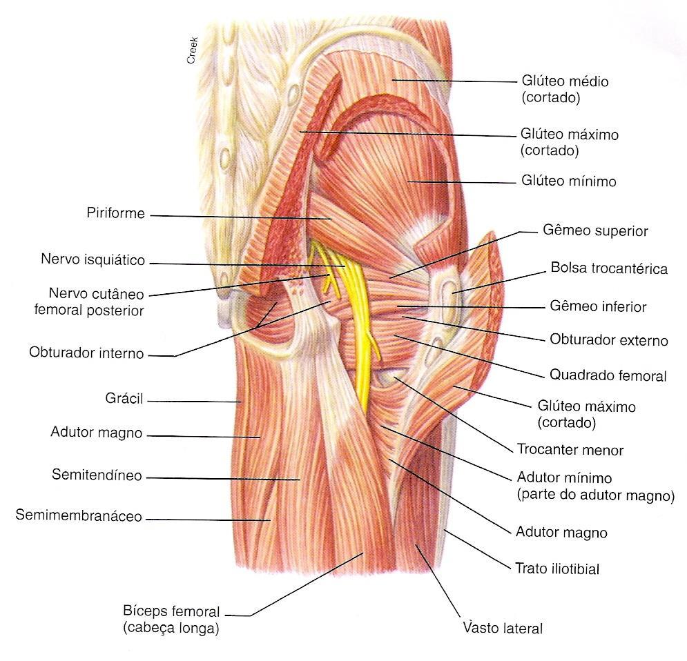 REGIÃO GLÚTEA A - rotação externa do quadril - Piriforme (1) - Gêmeo Superior (2) e