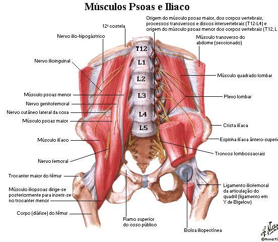 ANTERIOR DA COXA - Iliopsoas (psoas maior + ilíaco) O - processos transversos das lombares e últimas torácicas e dois terços