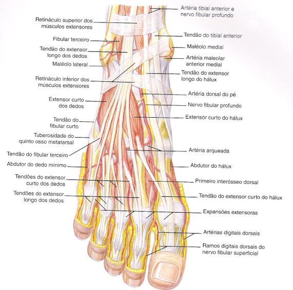 DORSO DO PÉ - Extensor Curto dos Dedos A - extensão dos dedos (1º ao 4º) 93 PLANTA DO PÉ 1ª camada - Abdutor do Hálux A - abdução e flexão do hálux - Flexor Curto dos Dedos A - flexão dos dedos (2º