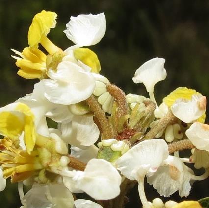 Muito além de apenas pólen e néctar Pólen e néctar são as principais recompensas oferecidas pelas flores aos visitantes em troca de seus serviços como agentes polinizadores (Simpson & Neff, 1981).